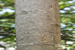 Moringa oleifera